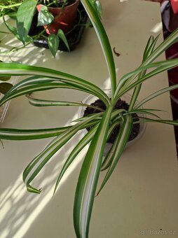 Pokojové květiny - 4