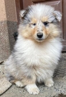 Kolie dlouhosrstá - 4