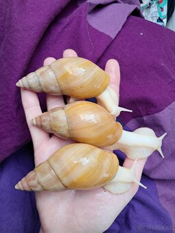 Lissachatina fulica full - africký šnek - 4