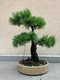 Bonsai, Bonsaj, modřín - 4
