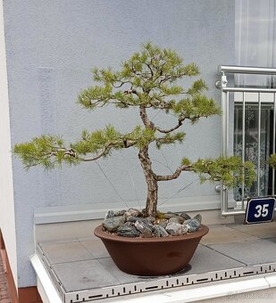 Borovice lesní (Pinus sylvestris) bonsai - 4