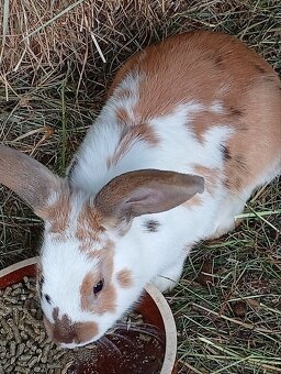 Králík mix - 4