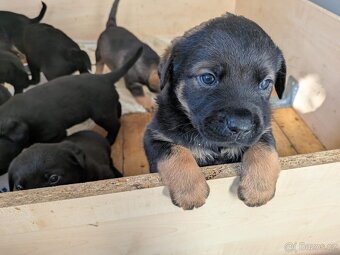 Štěňátka rotvajler x černý pes atletické postavy - 4