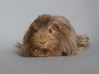 Dlouhosrsté morče - šeltie - 4