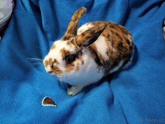 Nabízím zakrslé králíčky- hladké stáří 7 měsíců - 4