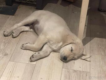 Zlatý retrívr poslední štěňátko🐶 - 4