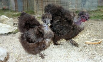 Hedvábnička velká - 4