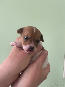 Jack Russel terier - 4