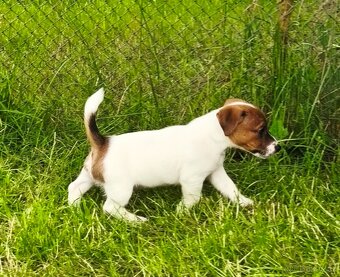 Jack Russell teriér - hladkosrstý pejsek s PP - 4