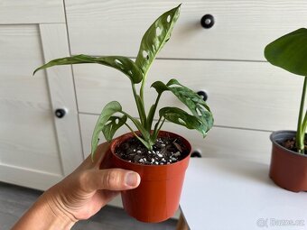 Monstera, cena za 3 rostliny 360 Kč. - 4