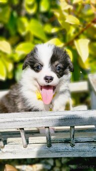 Welsh Corgi Pembroke - 4