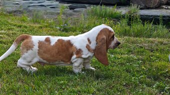 BASSET HOUND - 4