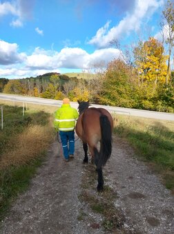 Slezký norik klisna - 4