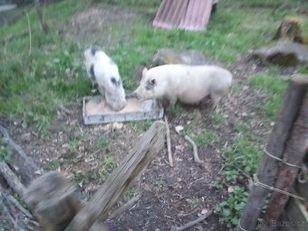 Vietnamská prasata - 4