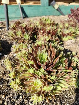 Prodám netřesky, okr. Znojmo - 4