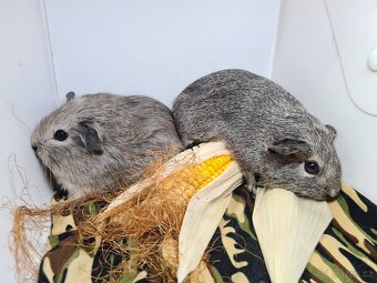 Morčata kluci po odstavu již k odberu - 4