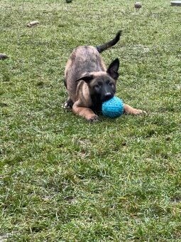 Belgický ovčák - malinois s PP - 4
