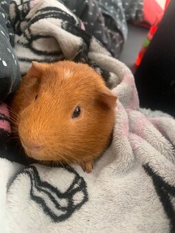 Morče samec s PP - 4