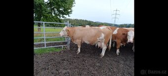 Plemenný býk Masný Simental - 4