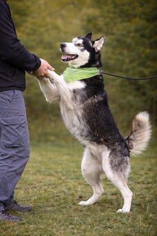 Kodiak sibirsky husky - 4