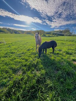 Ustájení koní - 4