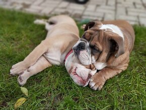 Anglicky buldok - kryti - 4