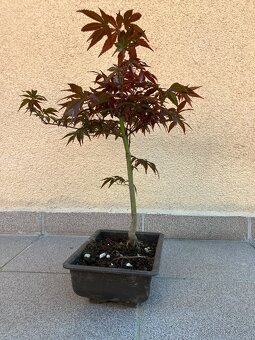 Bonsai, Bonsaj, japonský javor, skalky - 4