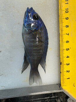 Tlamovci Copadichromis borleyi - 4
