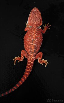 Agama vousatá RED - 4