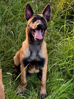 BELGICKÝ OVČÁK MALINOIS - ŠTĚŇATA S PP - 4