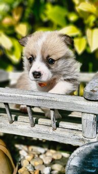 Welsh Corgi Pembroke - 4