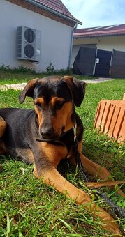 Kříženec rotvajlera a ovčáka (pes) - 4