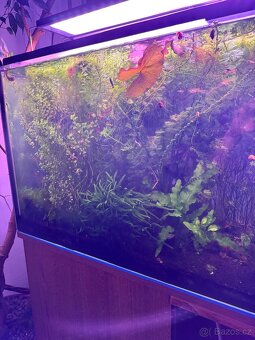 Prodej sladkovodního akvária 270L - 4