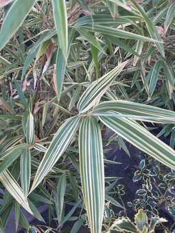 Bambus Metake Variegata - 4