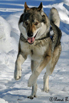 Československý vlčák s PP - 4