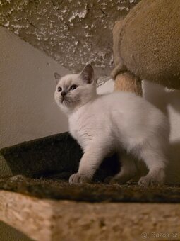 Britská blue point - 4