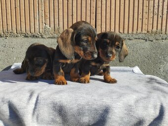 Jezevčík trpasličí - 4