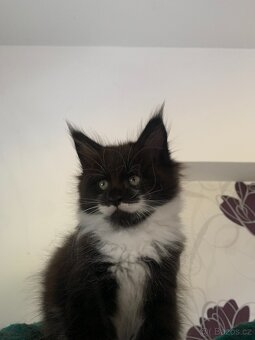 mainská mývalí s PP - kočička - 4