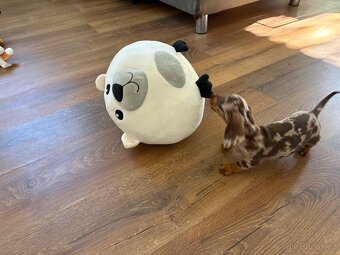 Trpasličí jezevčík štěňátka s PP - 4