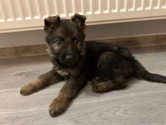 Německý ovčák - 4