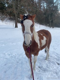 Strakatá kobylka - 4