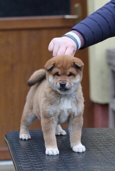 Shiba Inu s PP FCI - 4