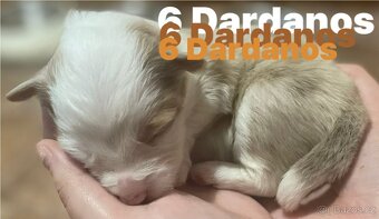 Border kolie s pp - 4