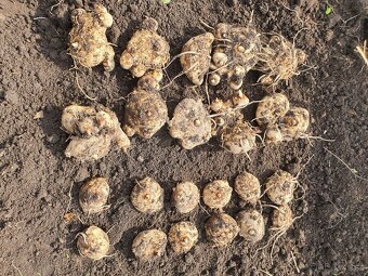 Hluzy Kál, Calla, Zantedeschia - 4