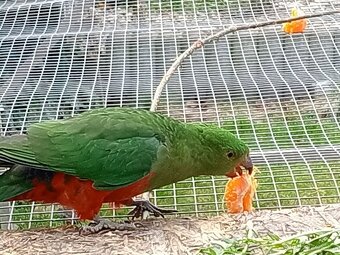 Papoušek královský - 4