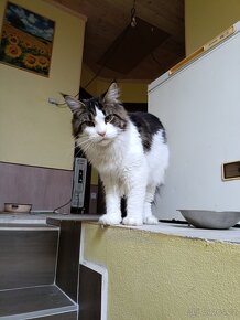 Krytí Mainsky mývalí - 4