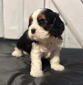 Kavalir King Charles spaniel - 4