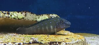 Tanganyika - 4