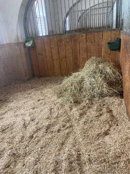 Ustájení 12/12, box, pastviny, výběhy - 4