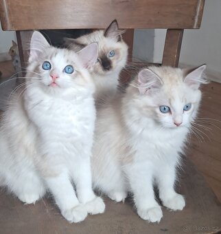 Kočičky  ragdoll s PP - 4